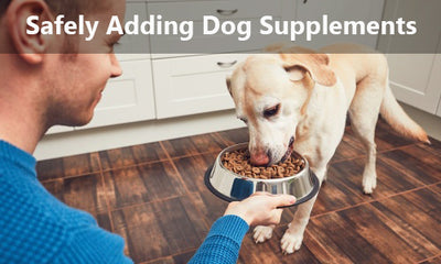 How to Incorporate Supplements into Your Dog's Diet: Safety, Quality & Dosage