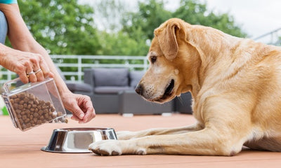 Feeding Senior Dogs: Nutritional Needs, Challenges, and Solutions