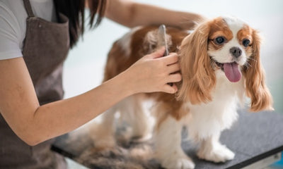 Common Dog Grooming Challenges and How to Overcome Them