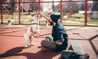 Understanding Dog Body Language: What Your Dog Is Trying to Tell You