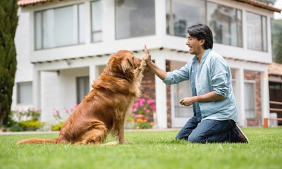 Understanding Your Dog's Playtime Needs: Tips for Fun and Safe Activities