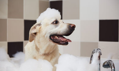 Understanding Different Types of Dog Shampoos and Conditioners: A Comprehensive Guide