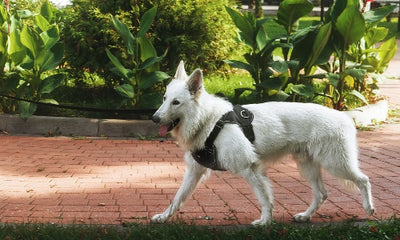 The Ultimate Guide to Choosing the Best Dog Harness: A Comprehensive Review