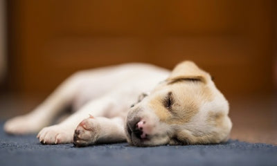 Should My Dog Sleep with His Collar On? The Safety, Identification, and Comfort Debate