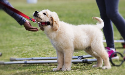 Why Do Dogs Act Weird When You Take Their Collar Off?