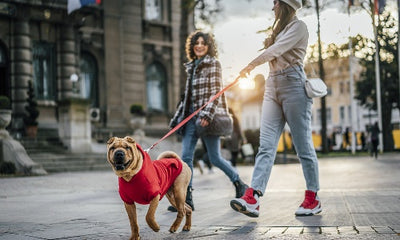 Mastering Control: How to Stop Your Leash from Pulling in 5 Minutes