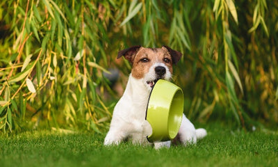 The Best Dog Bowls: A Comprehensive Guide to Choosing the Right Option