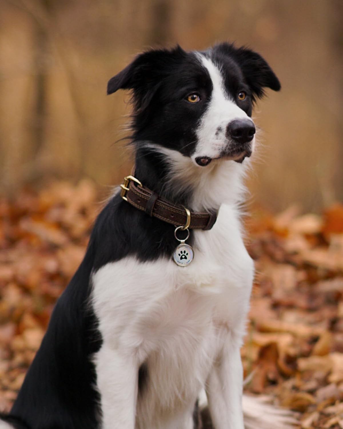 JOYTALE Genuine Leather Heavy Duty Soft and Durable Leather Collar