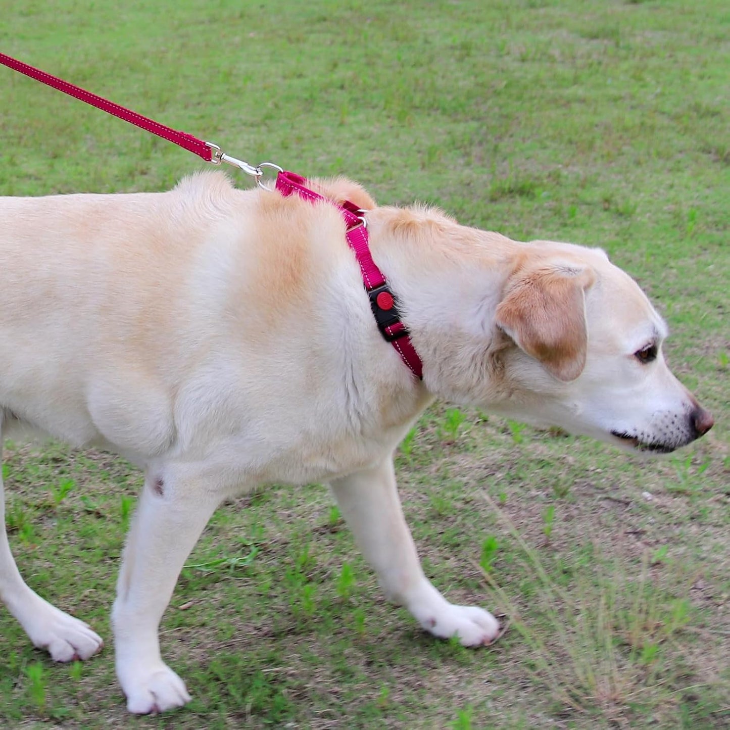 Joytale Martingale Reflective Nylon Collars