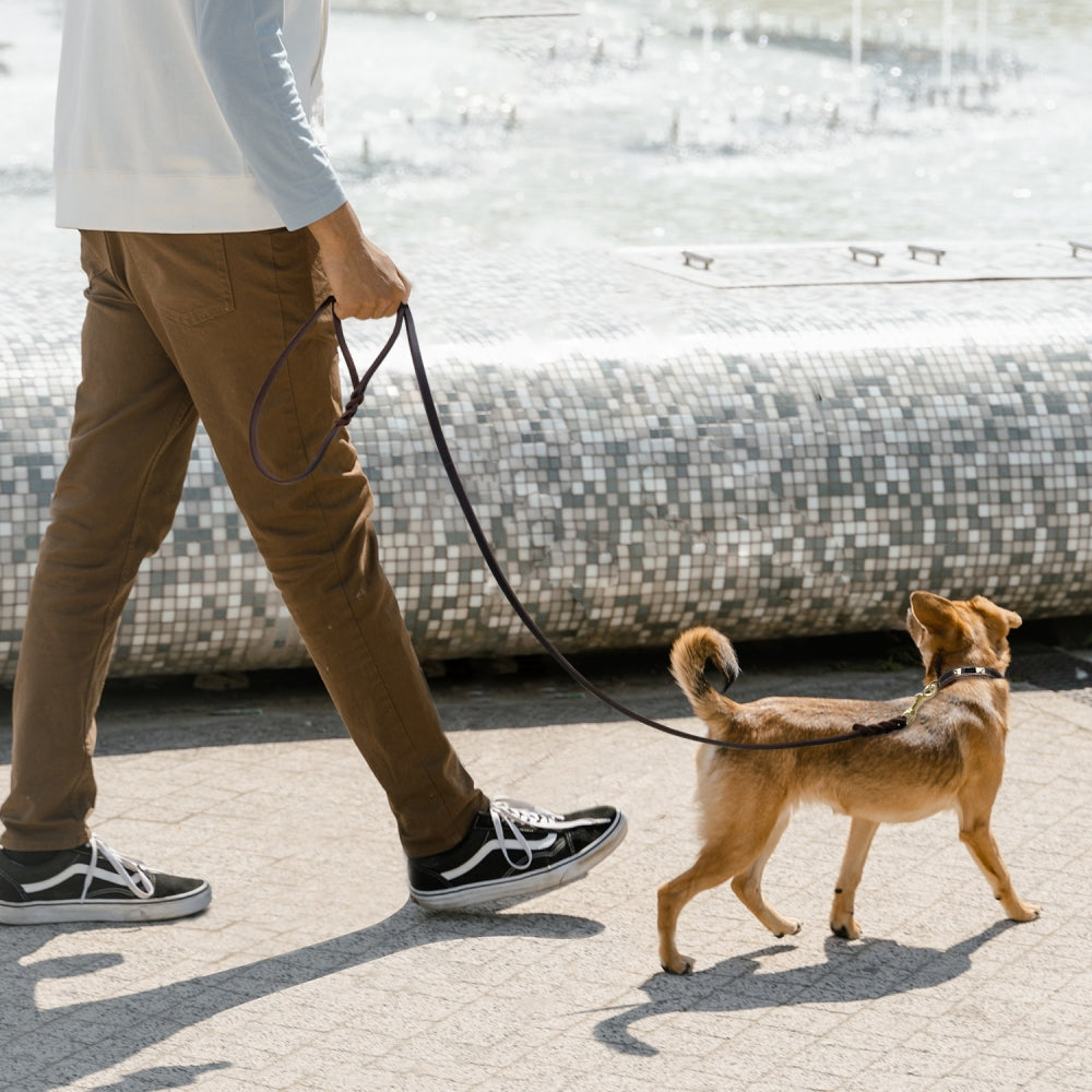 JOYTALE Leather Lead, Braided Dog Leash