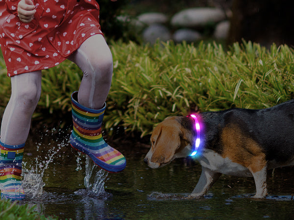 Joytale Rainproof Light Up LED Rechargeable Dog Collar