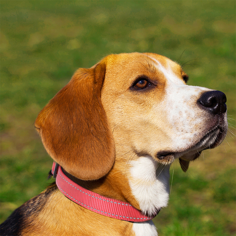 JOYTALE Reflective Nylon Dog Collar