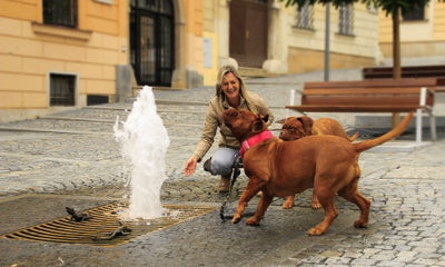 Understanding Canine Behavior: A Guide to Dog Psychology