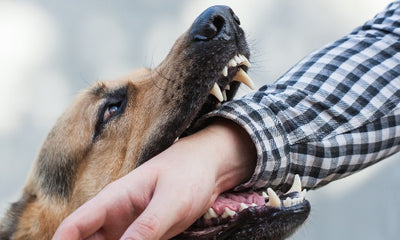What to Do When Your Dog Bites Someone for the First Time? A Comprehensive Guide