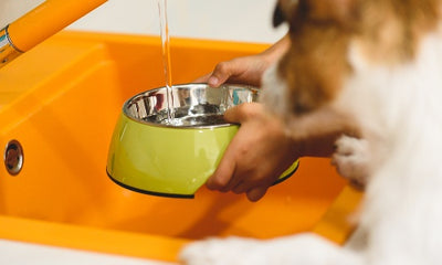 How Often Should You Wash Your Dog's Water Bowl? A Complete Guide to Hygiene and Health