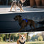 Joytale Light Up Dog Harness