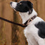JOYTALE Genuine Leather Heavy Duty Soft and Durable Leather Collar