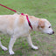 Joytale Martingale Reflective  Nylon Collars