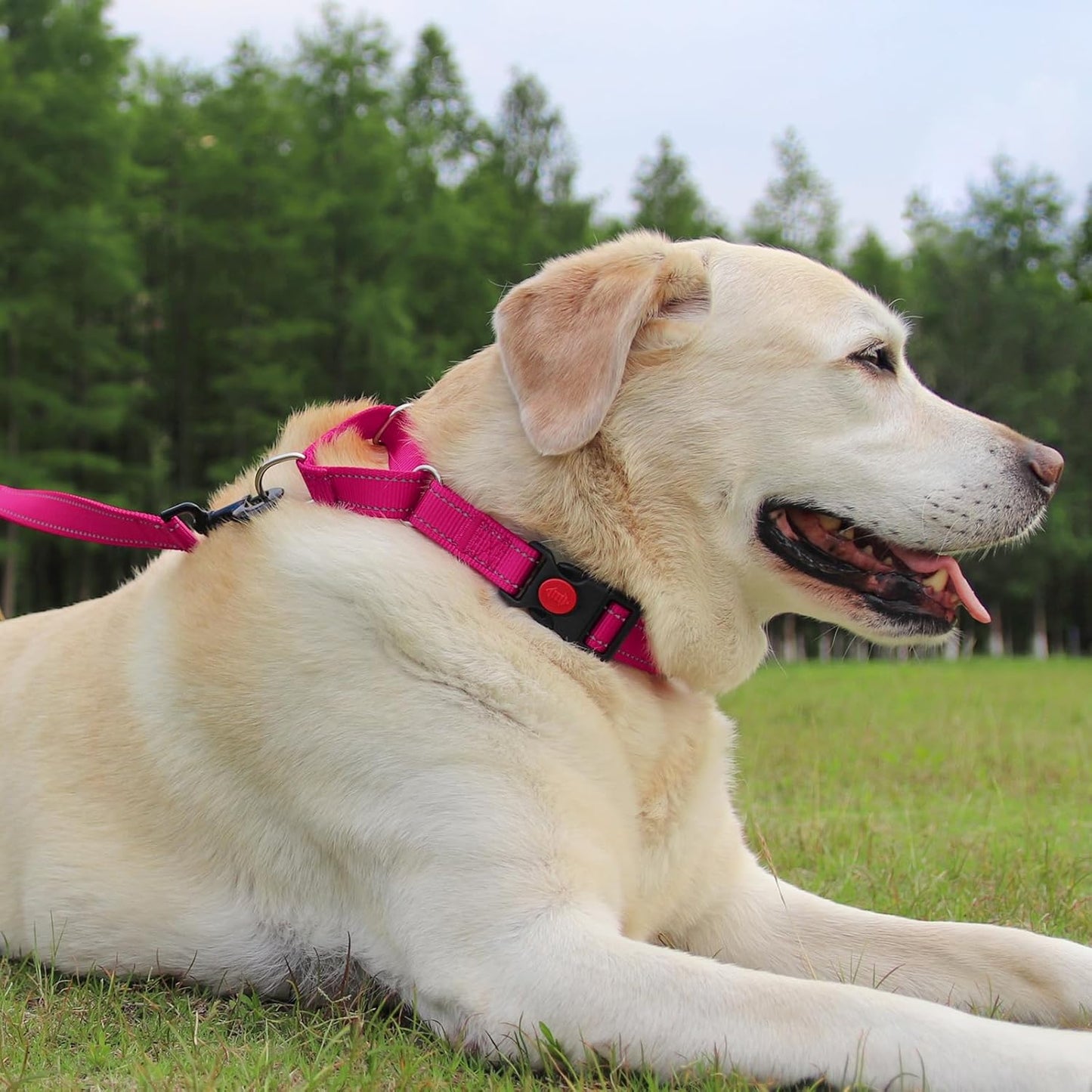 Joytale Martingale Reflective  Nylon Collars