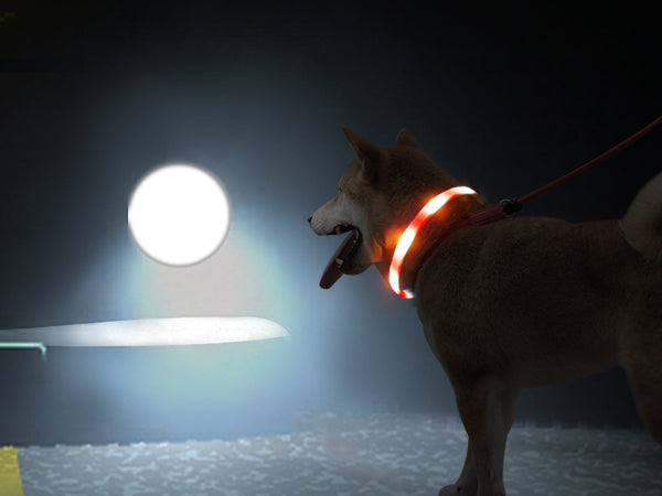 Joytale Rainproof  Light Up LED Rechargeable Dog Collar