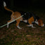 CozyPaws™ Heavy Duty Nylon Braided Dog Leash